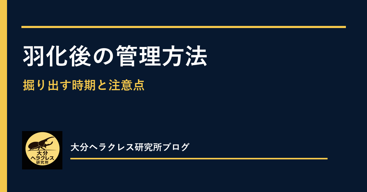 ヘラクレスオオカブト羽化後の管理｜取り出す時期と後食の始まり